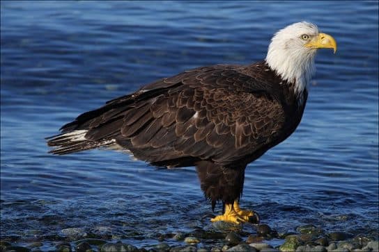 Birds of the hawk family: una lista con fotos y nombres de aves rapaces