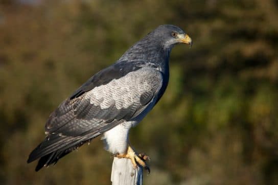 Birds of the hawk family: una lista con fotos y nombres de aves rapaces