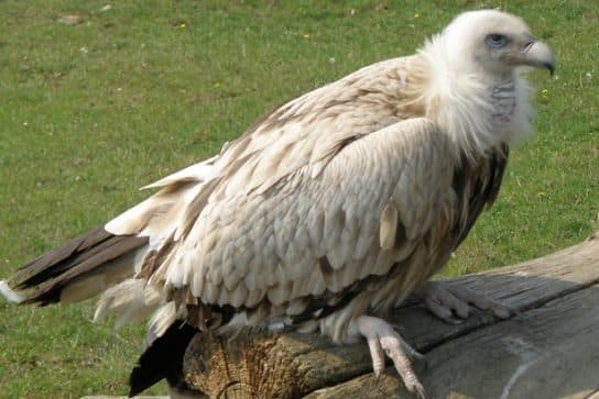 Birds of the hawk family: una lista con fotos y nombres de aves rapaces