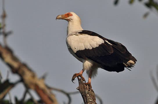 Birds of the hawk family: una lista con fotos y nombres de aves rapaces