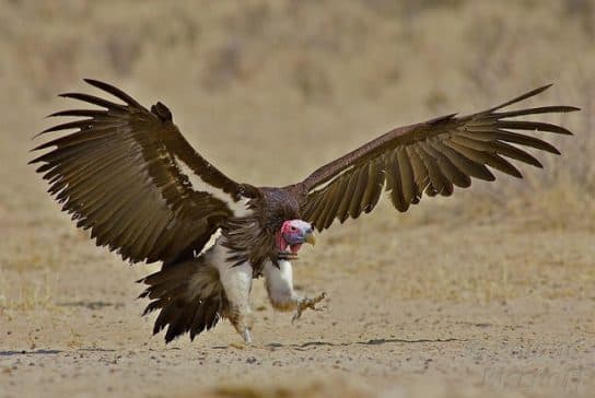 Birds of the hawk family: una lista con fotos y nombres de aves rapaces