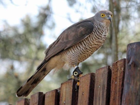Birds of the hawk family: una lista con fotos y nombres de aves rapaces