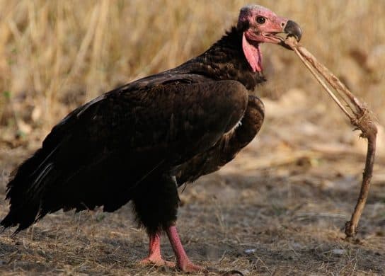 Birds of the hawk family: una lista con fotos y nombres de aves rapaces