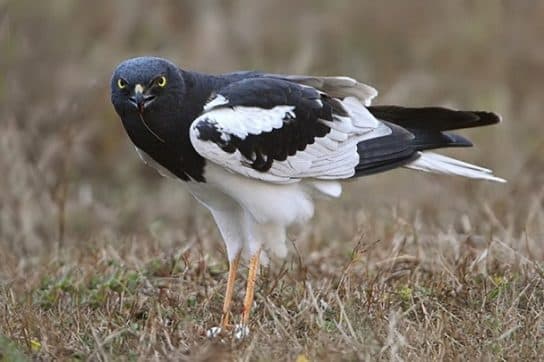 Birds of the hawk family: una lista con fotos y nombres de aves rapaces