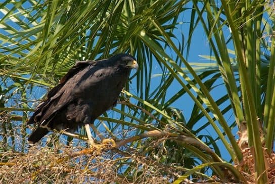 Birds of the hawk family: una lista con fotos y nombres de aves rapaces