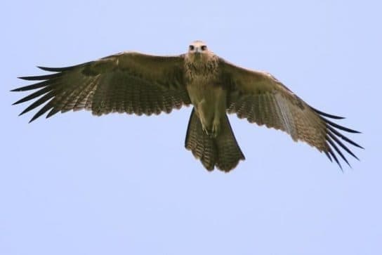 Birds of the hawk family: una lista con fotos y nombres de aves rapaces