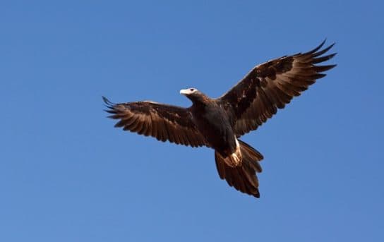 Birds of the hawk family: una lista con fotos y nombres de aves rapaces