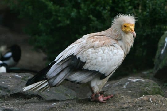 Birds of the hawk family: una lista con fotos y nombres de aves rapaces