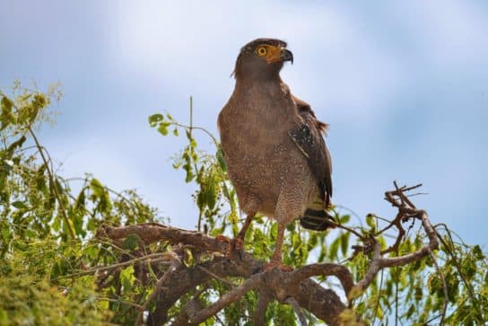 Aigle tachet&eacute; – photo et description de l&rsquo;oiseau, o&ugrave; il vit et ce qu&rsquo;il mange