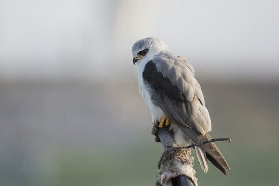 Birds of the hawk family: una lista con fotos y nombres de aves rapaces