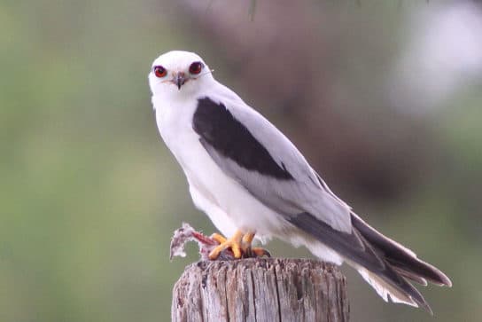 Birds of the hawk family: una lista con fotos y nombres de aves rapaces
