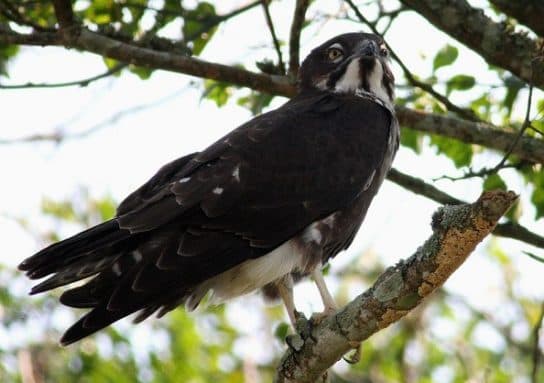 Birds of the hawk family: una lista con fotos y nombres de aves rapaces