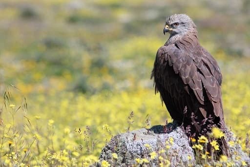 Birds of the hawk family: una lista con fotos y nombres de aves rapaces