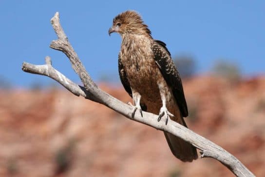 Birds of the hawk family: una lista con fotos y nombres de aves rapaces