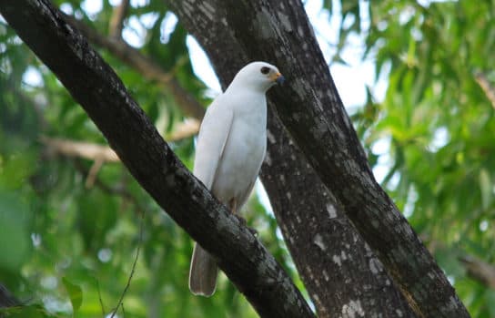Birds of the hawk family: una lista con fotos y nombres de aves rapaces