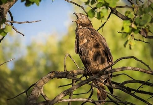 Birds of the hawk family: una lista con fotos y nombres de aves rapaces