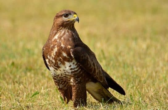 Birds of the hawk family: una lista con fotos y nombres de aves rapaces