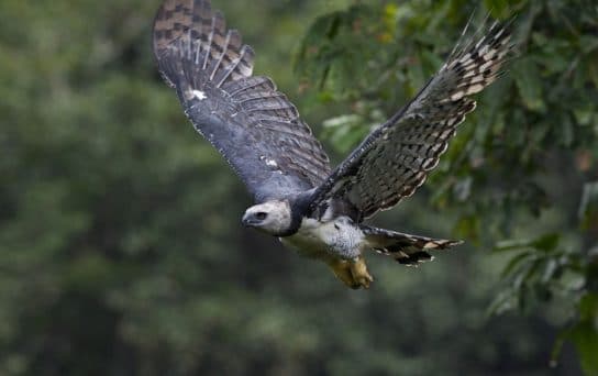 Birds of the hawk family: una lista con fotos y nombres de aves rapaces