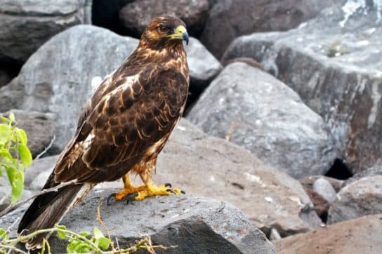 Birds of the hawk family: una lista con fotos y nombres de aves rapaces