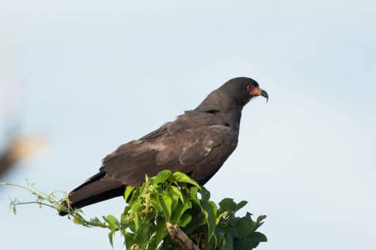 Birds of the hawk family: una lista con fotos y nombres de aves rapaces