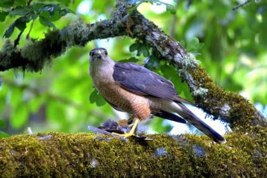 Birds of the hawk family: una lista con fotos y nombres de aves rapaces