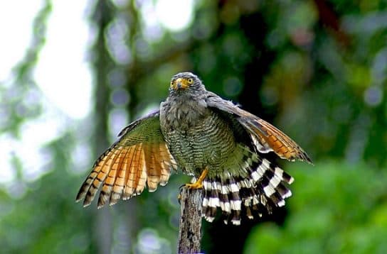 Birds of the hawk family: una lista con fotos y nombres de aves rapaces