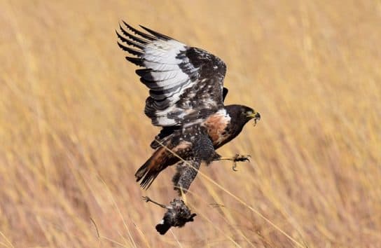 Birds of the hawk family: una lista con fotos y nombres de aves rapaces