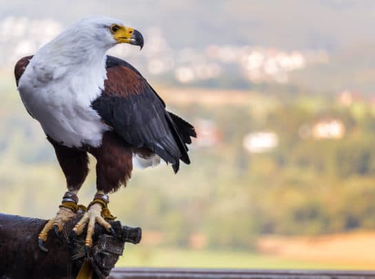 Birds of the hawk family: una lista con fotos y nombres de aves rapaces