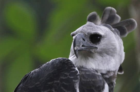 Birds of the hawk family: una lista con fotos y nombres de aves rapaces
