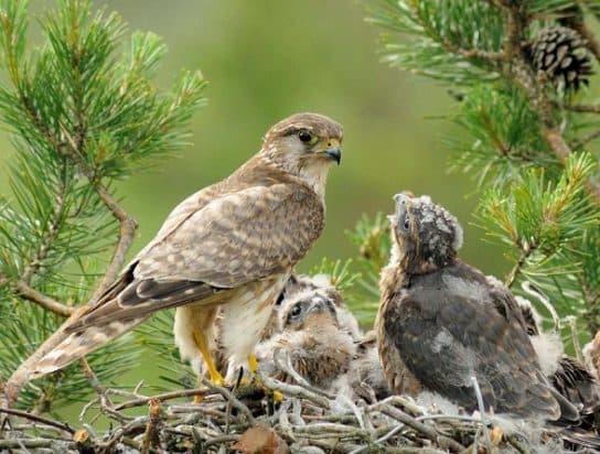 Falc&atilde;o Derbnik – foto e descri&ccedil;&atilde;o do p&aacute;ssaro, o que ele come, onde mora, fatos interessantes