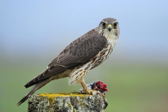 Falcão Derbnik – foto e descrição do pássaro, o que ele come, onde mora, fatos interessantes