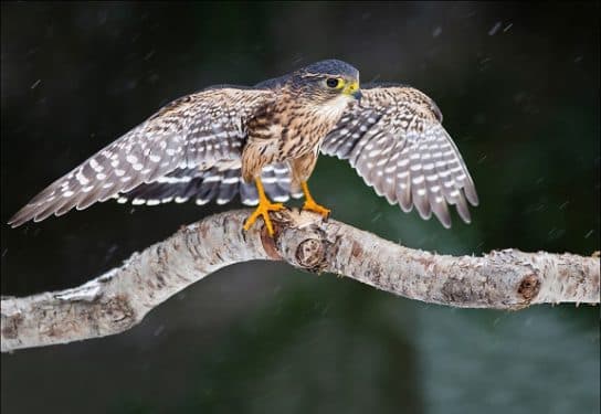 Derbnik é um lindo pássaro Falcão Derbnik – foto e descrição do pássaro, o que ele come, onde mora, fatos interessantes