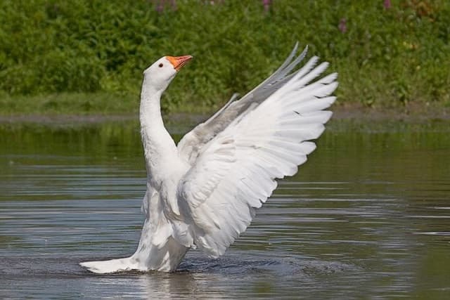 Birds of Asia with photos and names | Predatory and flightless birds of Asia