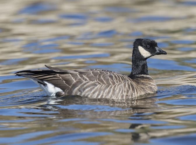 Birds of Asia with photos and names | Predatory and flightless birds of Asia