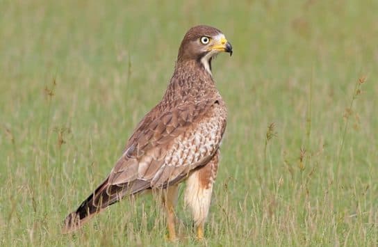 Birds of Asia with photos and names | Predatory and flightless birds of Asia