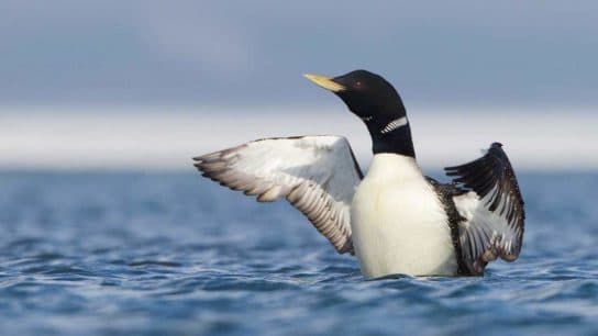 Birds of Asia with photos and names | Predatory and flightless birds of Asia