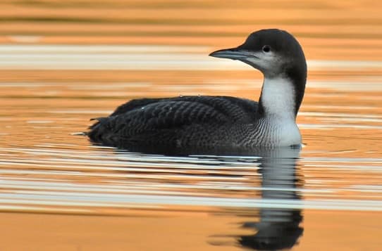 Birds of Asia with photos and names | Predatory and flightless birds of Asia