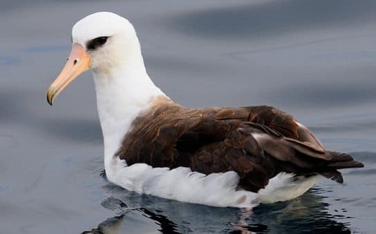 Birds of Asia with photos and names | Predatory and flightless birds of Asia