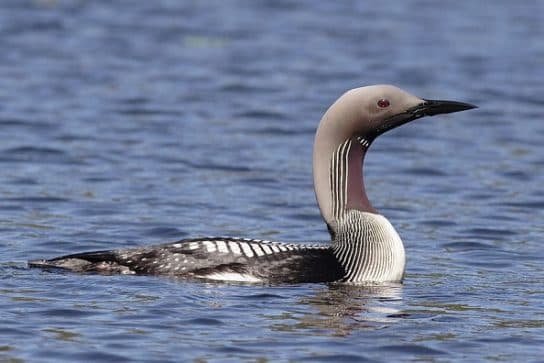 Birds of Asia with photos and names | Predatory and flightless birds of Asia