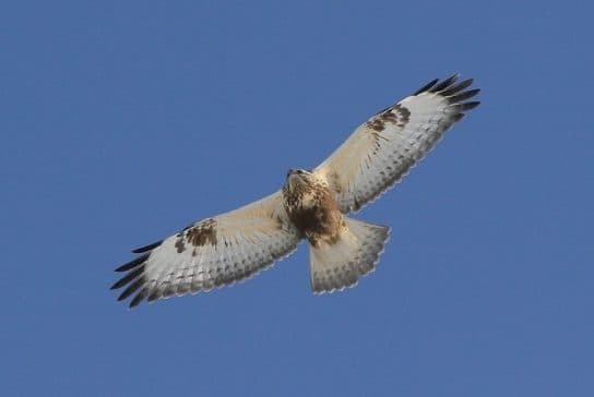 Birds of Asia with photos and names | Predatory and flightless birds of Asia