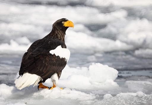 Birds of Asia with photos and names | Predatory and flightless birds of Asia