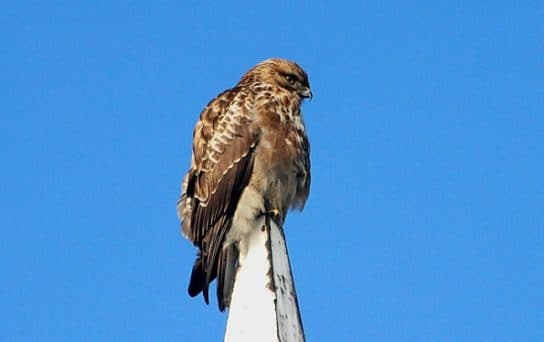 Birds of Asia with photos and names | Predatory and flightless birds of Asia