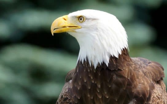 Birds of Asia with photos and names | Predatory and flightless birds of Asia