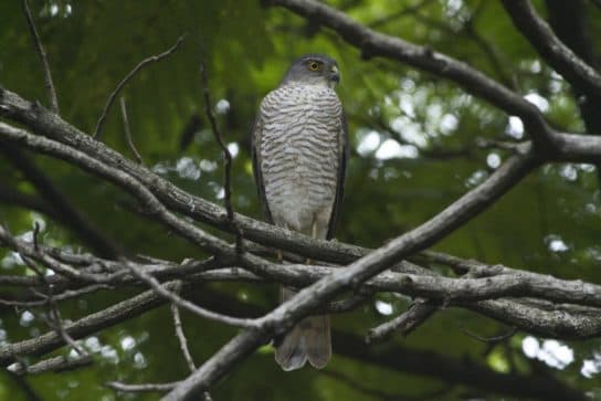 Birds of Asia with photos and names | Predatory and flightless birds of Asia