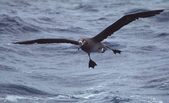 Birds of Asia with photos and names | Predatory and flightless birds of Asia