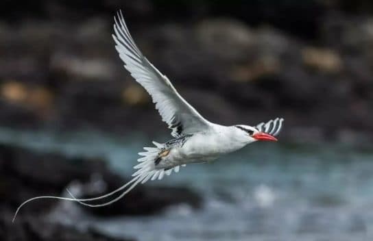 Birds of Asia with photos and names | Predatory and flightless birds of Asia