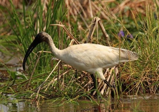 Birds of Asia with photos and names | Predatory and flightless birds of Asia