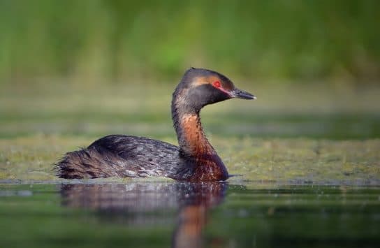 Birds of Asia with photos and names | Predatory and flightless birds of Asia