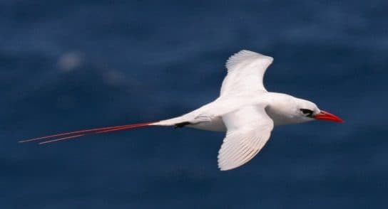 Birds of Asia with photos and names | Predatory and flightless birds of Asia