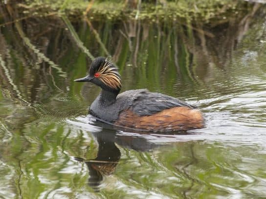 Birds of Asia with photos and names | Predatory and flightless birds of Asia